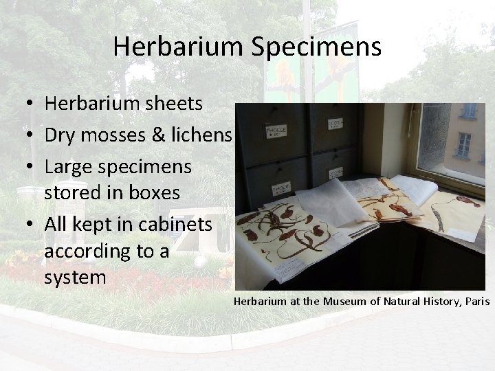 Herbarium Specimens • Herbarium sheets • Dry mosses & lichens • Large specimens stored