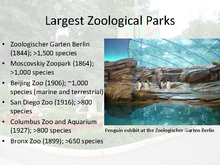 Largest Zoological Parks • Zoologischer Garten Berlin (1844); >1, 500 species • Moscovskiy Zoopark