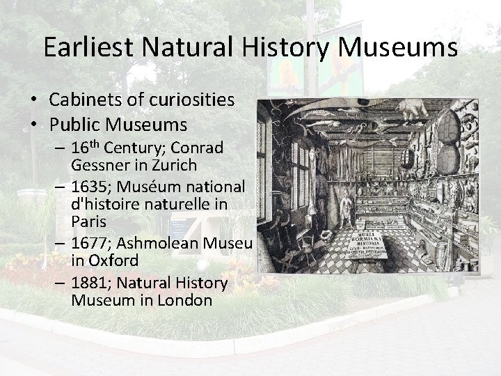 Earliest Natural History Museums • Cabinets of curiosities • Public Museums – 16 th