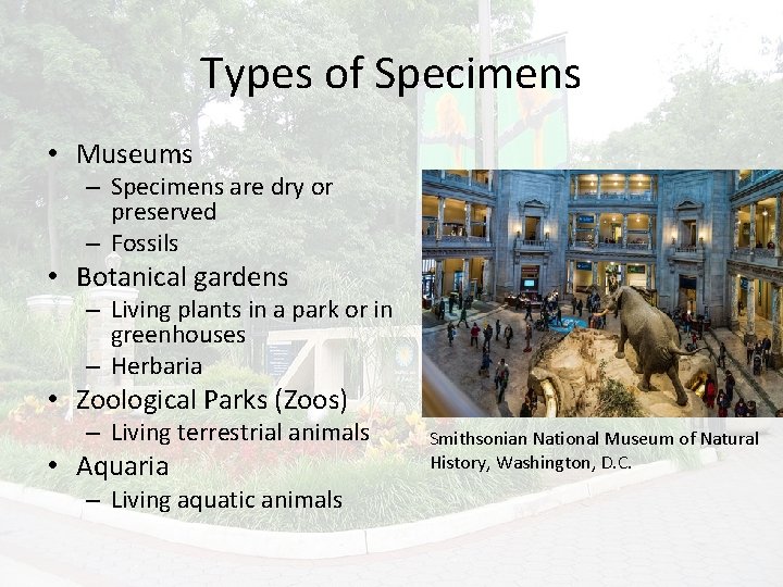 Types of Specimens • Museums – Specimens are dry or preserved – Fossils •