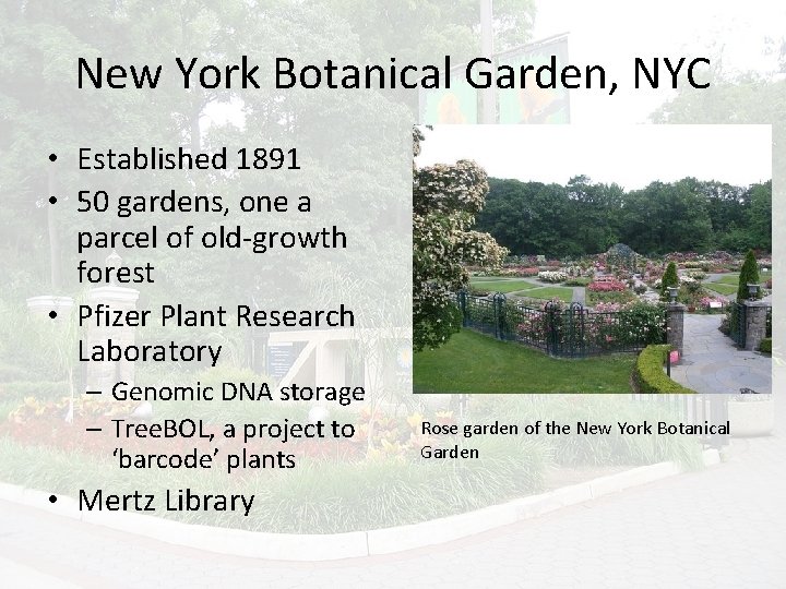 New York Botanical Garden, NYC • Established 1891 • 50 gardens, one a parcel