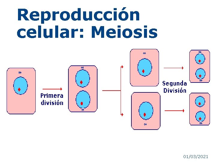 Reproducción celular: Meiosis 1 01/03/2021 