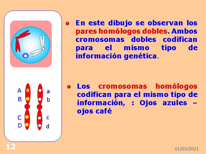 En este dibujo se observan los pares homólogos dobles. Ambos cromosomas dobles codifican para