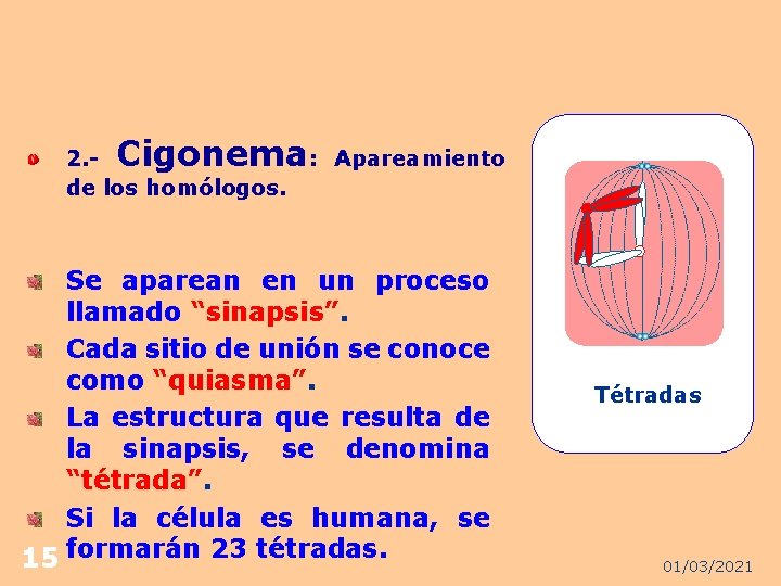 Cigonema: 2. de los homólogos. Apareamiento Se aparean en un proceso llamado “sinapsis”. Cada