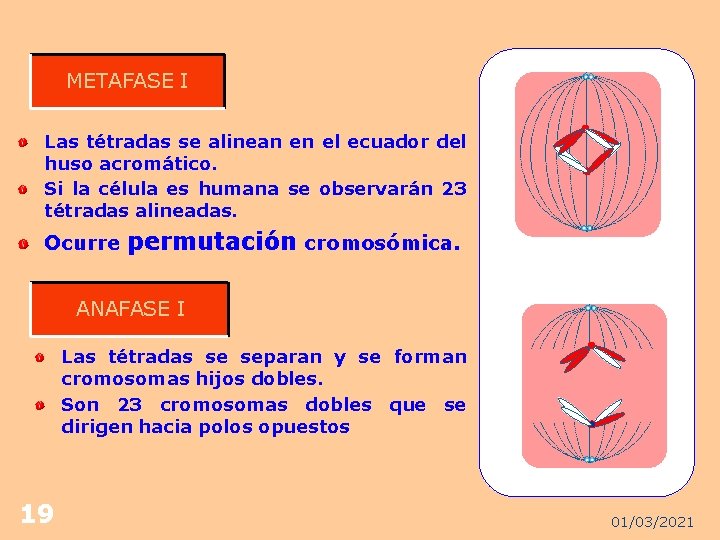 METAFASE I Las tétradas se alinean en el ecuador del huso acromático. Si la
