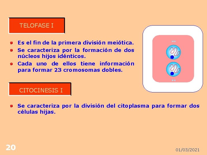 TELOFASE I Es el fin de la primera división meiótica. Se caracteriza por la