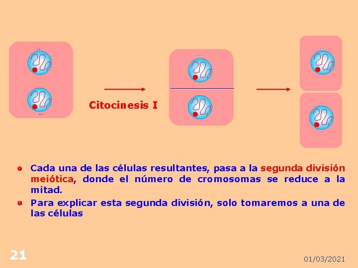 Citocinesis I Cada una de las células resultantes, pasa a la segunda división meiótica,