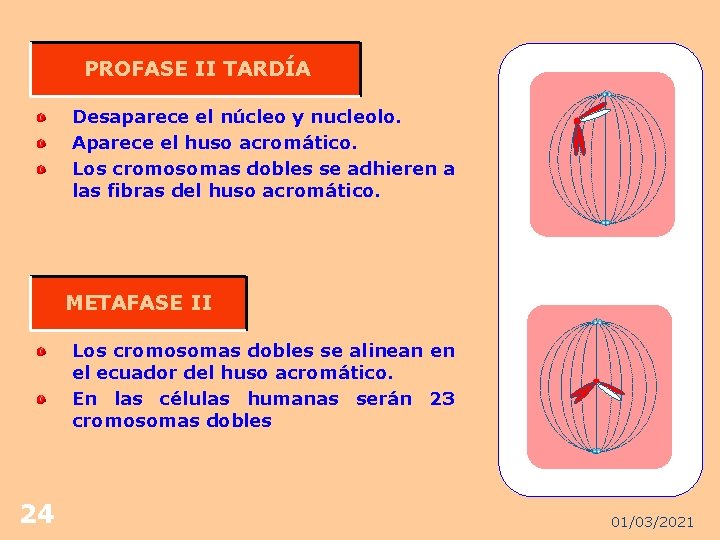 PROFASE II TARDÍA Desaparece el núcleo y nucleolo. Aparece el huso acromático. Los cromosomas