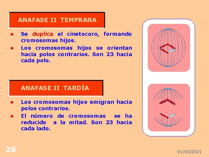 ANAFASE II TEMPRANA Se duplica el cinetocoro, formando cromosomas hijos. Los cromosomas hijos se