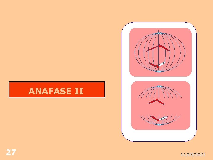 ANAFASE II 27 01/03/2021 