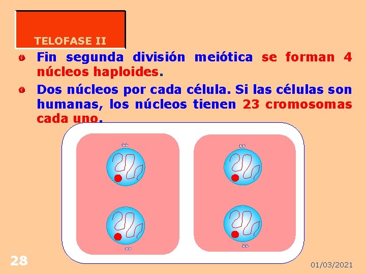 TELOFASE II Fin segunda división meiótica se forman 4 núcleos haploides. Dos núcleos por