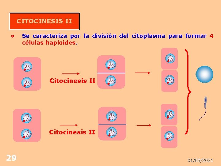 CITOCINESIS II Se caracteriza por la división del citoplasma para formar 4 células haploides.