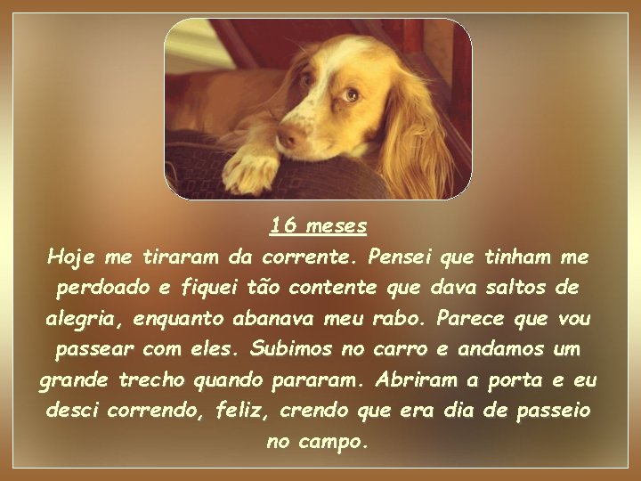 16 meses Hoje me tiraram da corrente. Pensei que tinham me perdoado e fiquei