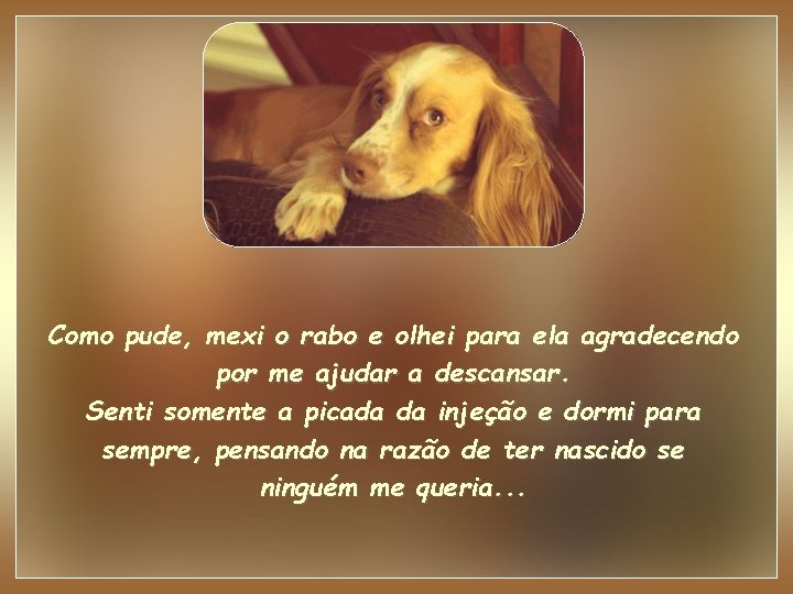 Como pude, mexi o rabo e olhei para ela agradecendo por me ajudar a