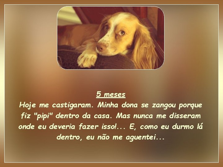 5 meses Hoje me castigaram. Minha dona se zangou porque fiz "pipi" dentro da