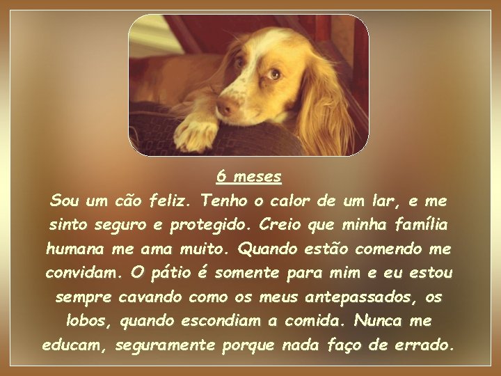 6 meses Sou um cão feliz. Tenho o calor de um lar, e me