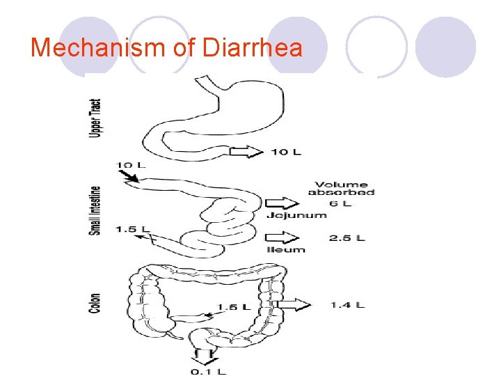Mechanism of Diarrhea 