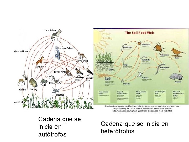 Cadena que se inicia en autótrofos Cadena que se inicia en heterótrofos 