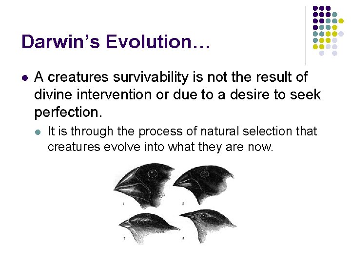 Darwin’s Evolution… l A creatures survivability is not the result of divine intervention or