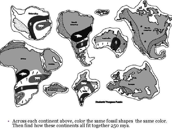 Puzzling evidense… • Across each continent above, color the same fossil shapes the same