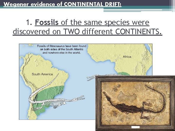 Wegener evidence of CONTINENTAL DRIFT! 1. Fossils of the same species were discovered on