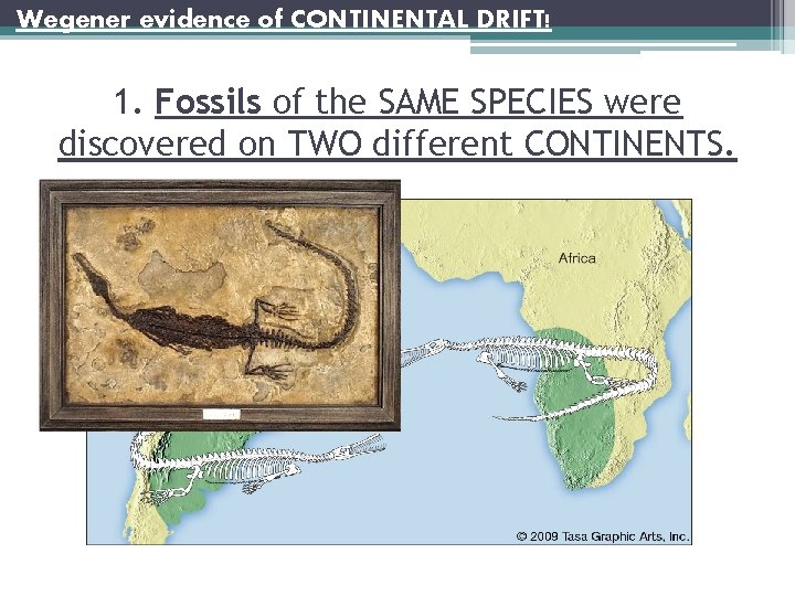 Wegener evidence of CONTINENTAL DRIFT! 1. Fossils of the SAME SPECIES were discovered on