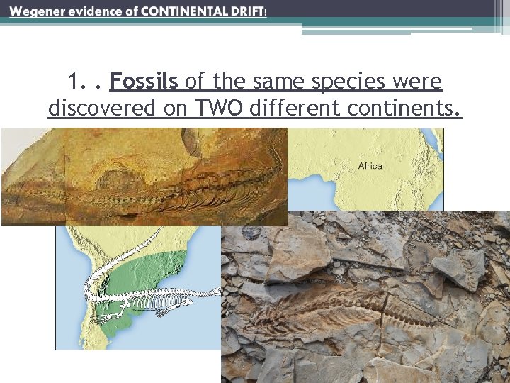1. . Fossils of the same species were discovered on TWO different continents. 