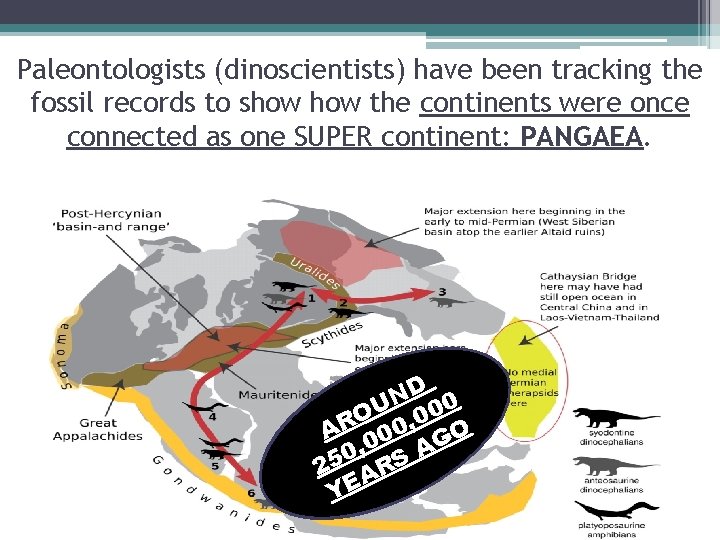 Paleontologists (dinoscientists) have been tracking the fossil records to show the continents were once