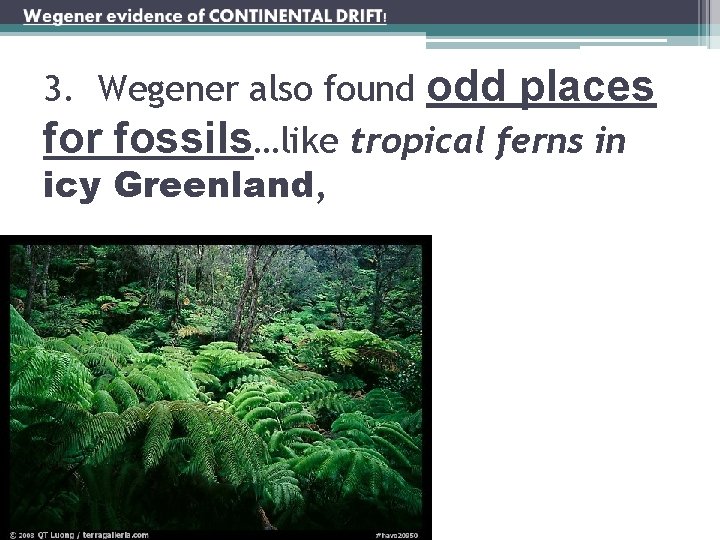 3. Wegener also found odd places for fossils…like tropical ferns in icy Greenland, 