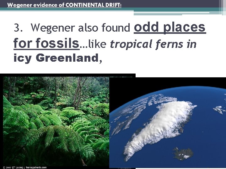 3. Wegener also found odd places for fossils…like tropical ferns in icy Greenland, 