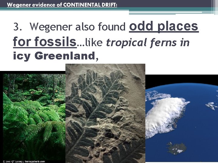 3. Wegener also found odd places for fossils…like tropical ferns in icy Greenland, 