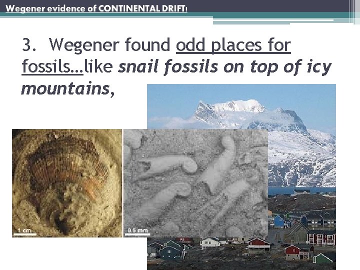 3. Wegener found odd places for fossils…like snail fossils on top of icy mountains,