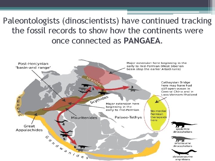 Paleontologists (dinoscientists) have continued tracking the fossil records to show the continents were once