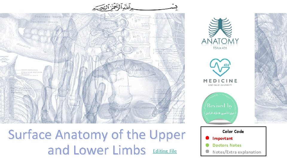 Surface Anatomy of the Upper and Lower Limbs Editing File Color Code Important Doctors