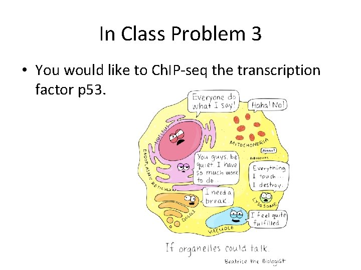 In Class Problem 3 • You would like to Ch. IP-seq the transcription factor In Class Problem 3 • You would like to Ch. IP-seq the transcription factor