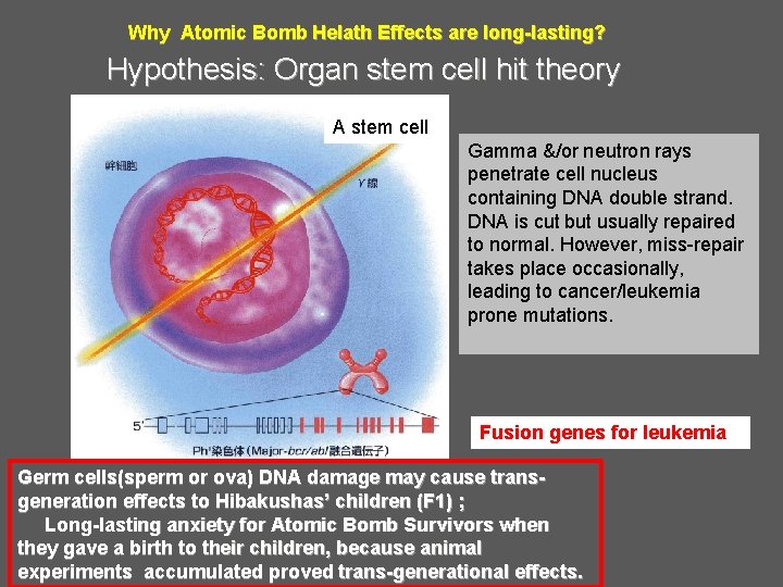 Why Atomic Bomb Helath Effects are long-lasting? Hypothesis: Organ stem cell hit theory A