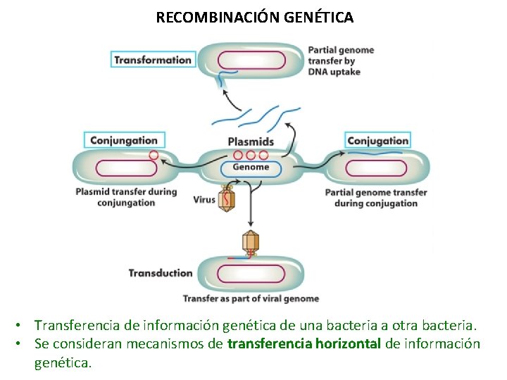 RECOMBINACIÓN GENÉTICA • Transferencia de información genética de una bacteria a otra bacteria. •