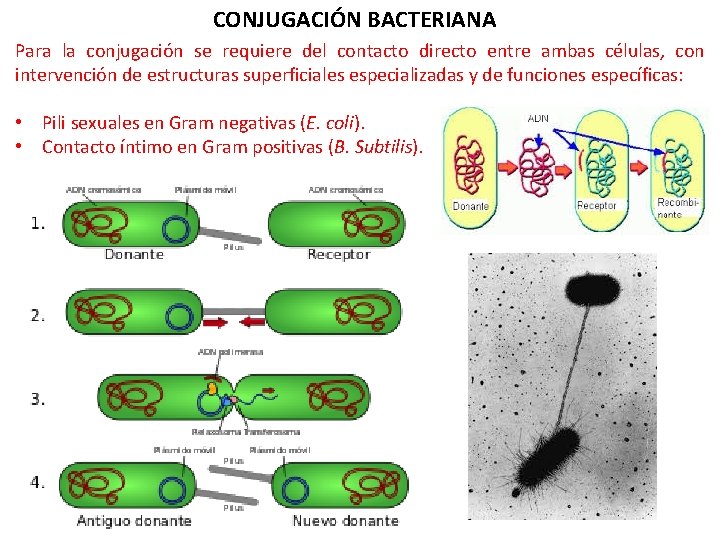 CONJUGACIÓN BACTERIANA Para la conjugación se requiere del contacto directo entre ambas células, con
