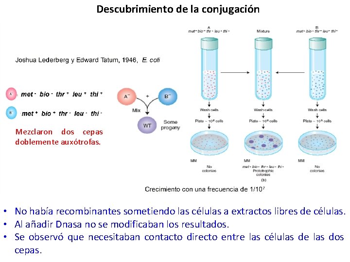 Descubrimiento de la conjugación Mezclaron dos cepas doblemente auxótrofas. • No había recombinantes sometiendo