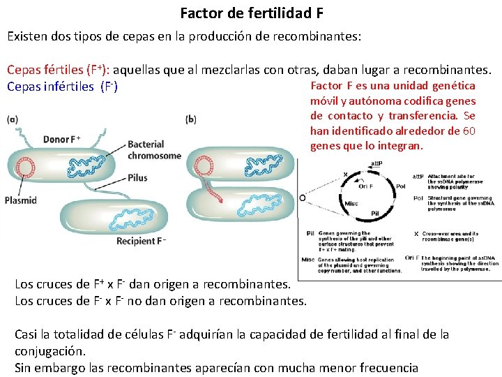 Factor de fertilidad F Existen dos tipos de cepas en la producción de recombinantes: