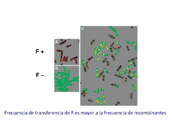 Frecuencia de transferencia de F es mayor a la frecuencia de recombinantes 
