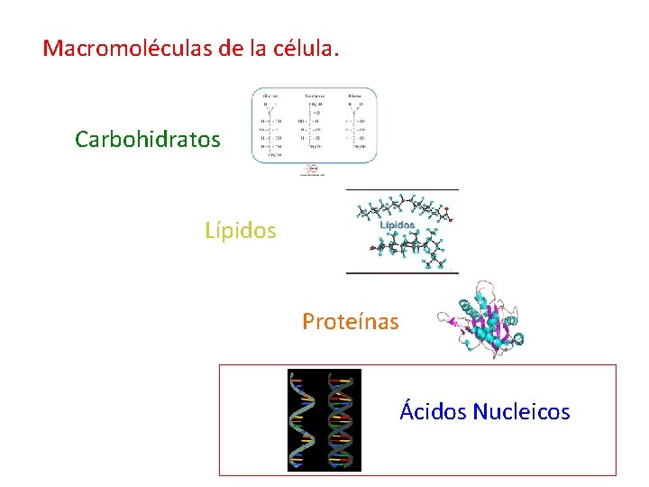 Macromoleculas Carbohidratos Lipidos Proteinas Y Acidos Nucleicos
