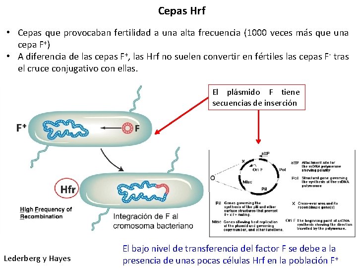 Cepas Hrf • Cepas que provocaban fertilidad a una alta frecuencia (1000 veces más