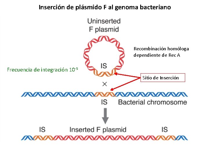 Inserción de plásmido F al genoma bacteriano Recombinación homóloga dependiente de Rec A Frecuencia