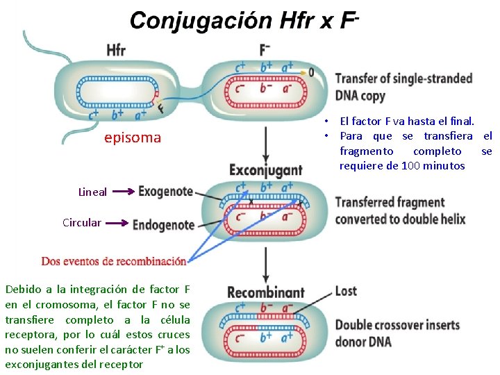 episoma Lineal Circular Debido a la integración de factor F en el cromosoma, el