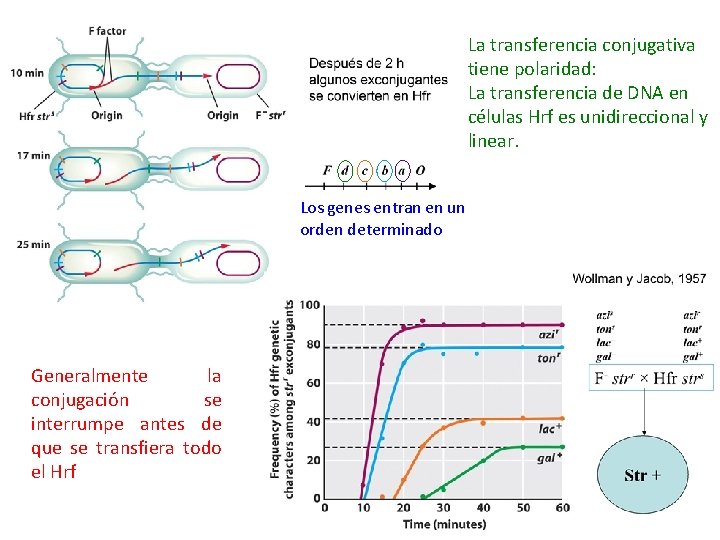 La transferencia conjugativa tiene polaridad: La transferencia de DNA en células Hrf es unidireccional