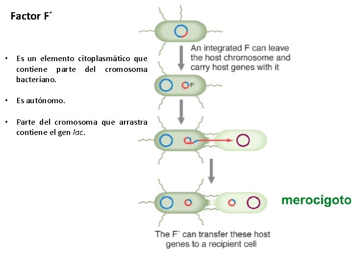 Factor F´ • Es un elemento citoplasmático que contiene parte del cromosoma bacteriano. •