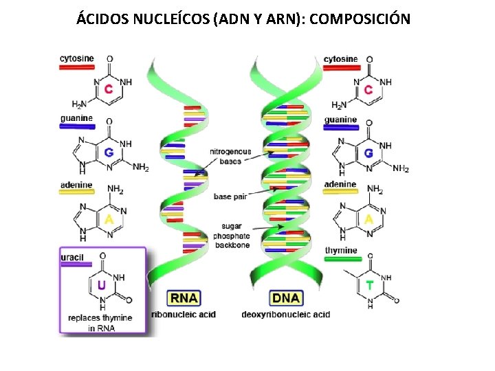 ÁCIDOS NUCLEÍCOS (ADN Y ARN): COMPOSICIÓN 