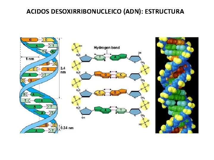 ACIDOS DESOXIRRIBONUCLEICO (ADN): ESTRUCTURA 