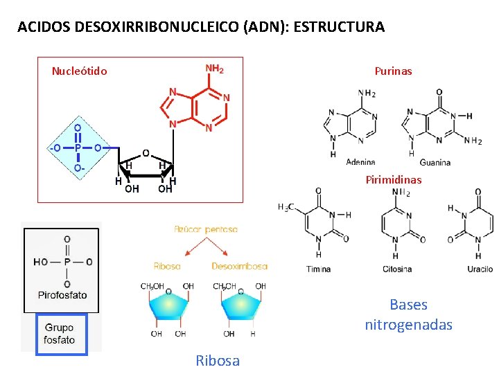 ACIDOS DESOXIRRIBONUCLEICO (ADN): ESTRUCTURA Nucleótido Purinas Pirimidinas Bases nitrogenadas Ribosa 